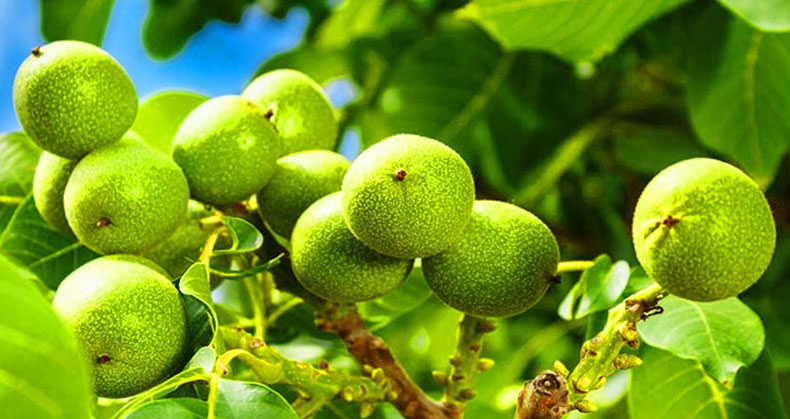 خرید نهال گردو 