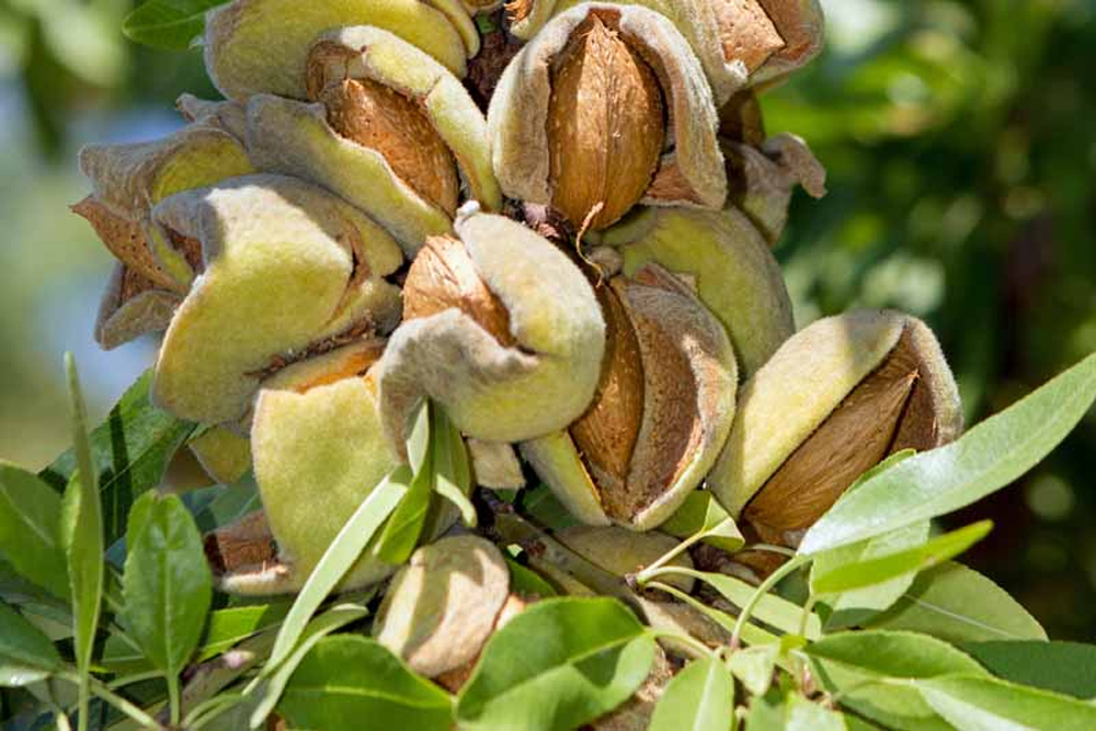 زمین مناسب برای نهال بادام