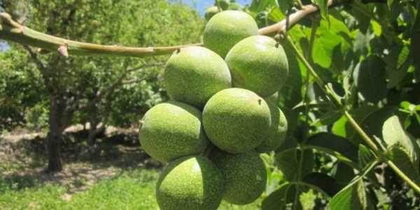 خرید نهال گردو خوشه ای
