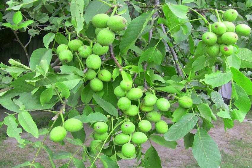 بهترین کاشت-نهال-خارجی-در-ایران