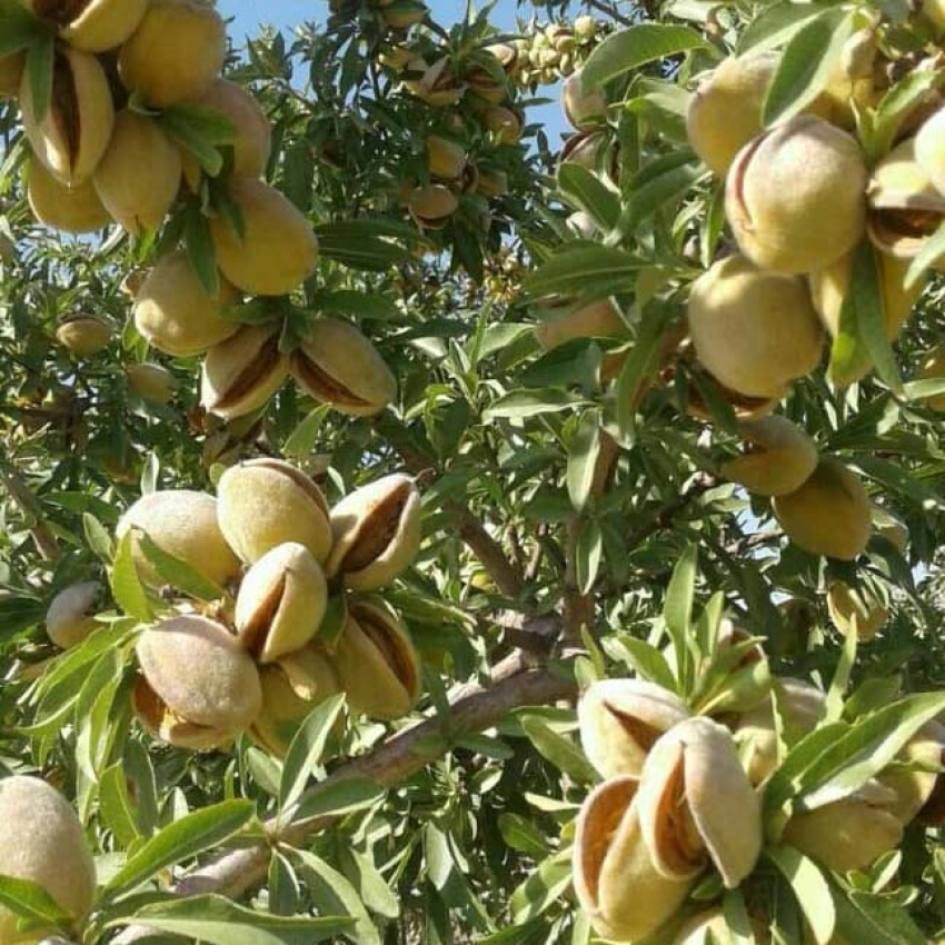 مزیت های کاشت نهال خارجی در ایران