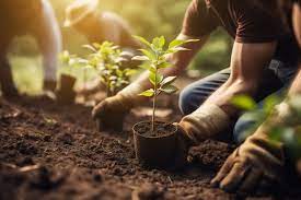 راهنمای انتخاب نهال برای باغات مختلف