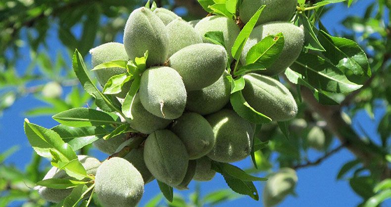 نگه داری از نهال بادام