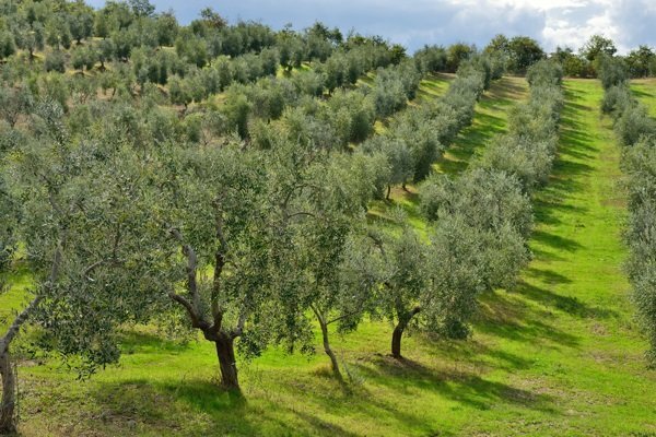 خرید نهال برای باغ های تجاری مرکز ایران