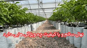 خرید نهال سالم و باکیفیت