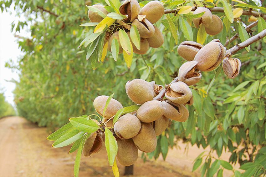 نگهداری نهال بادام