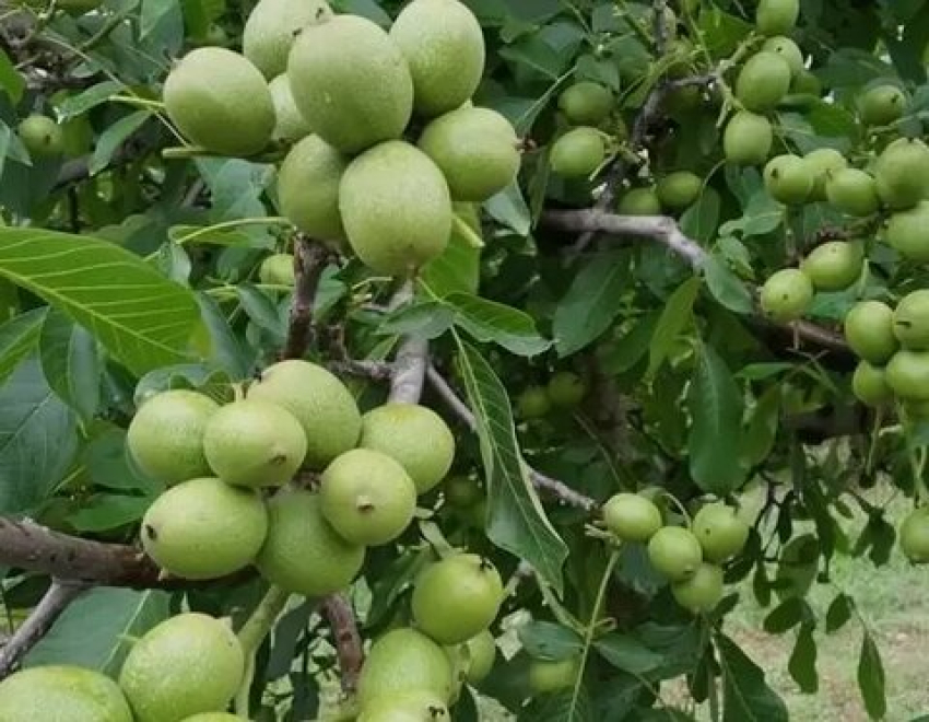 نگهداری نهال گردو 