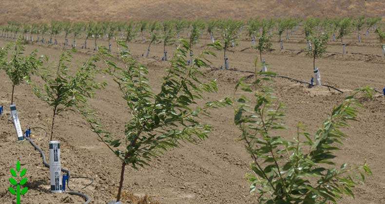 کشت نهال بادام در زمین های دیم