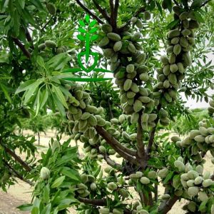 کشت نهال بادام در زمین های دیم