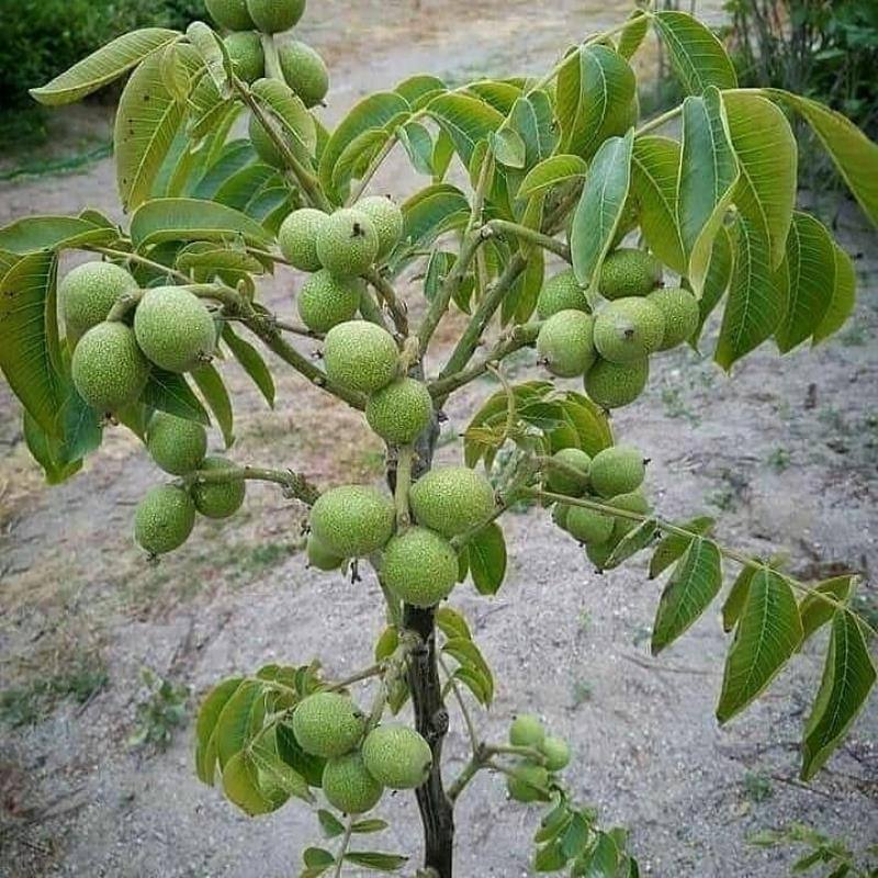 کاشت نهال گردو فرنور