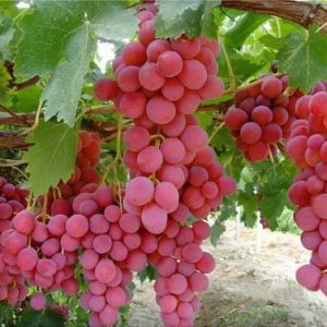 تولید نهال انگور ردگلوب