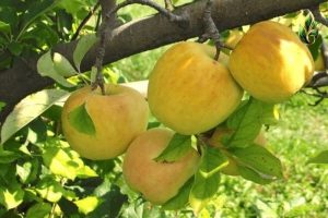 تولید نهال سیب لبنان زرد 