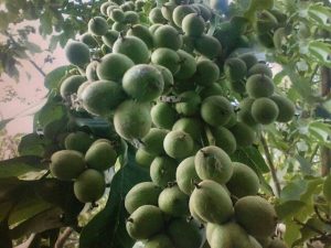 پرسود ترین درختان