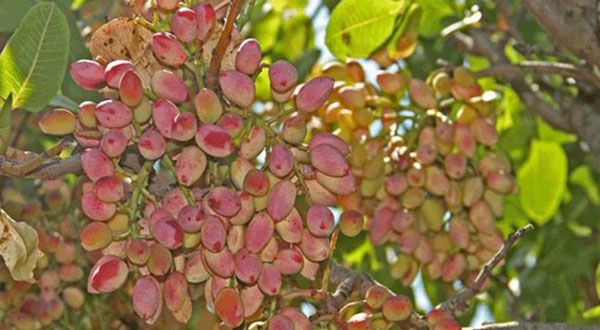 تولید نهال پسته پیوندی اکبری