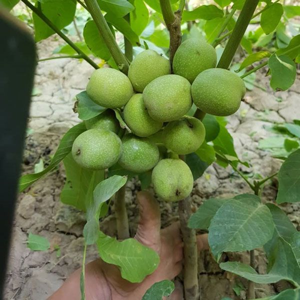 نهال گردو ژنوتیپ برتر