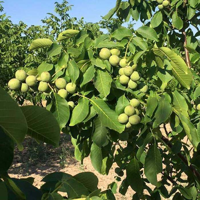 تولید نهال گردو ژنوتیپ