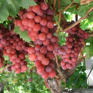 خرید نهال انگور قرمز بیدانه