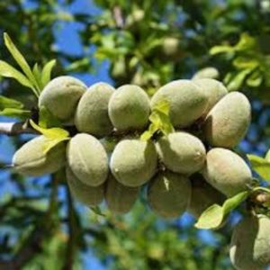 خرید نهال بادام کاغذی