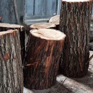 علت آفتاب سوختگی درختان