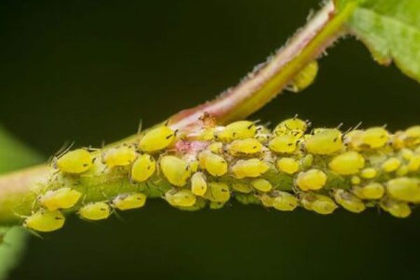 دفع آفات از باغ ها