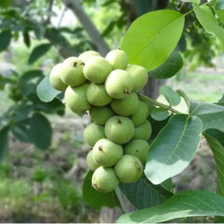 خرید نهال گردو خوشه ای 