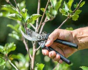 هرس باردهی و فرم دهی