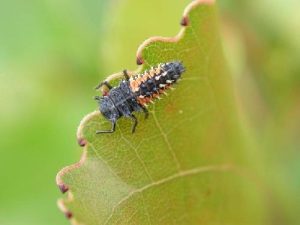 دفع آفات از باغ ها