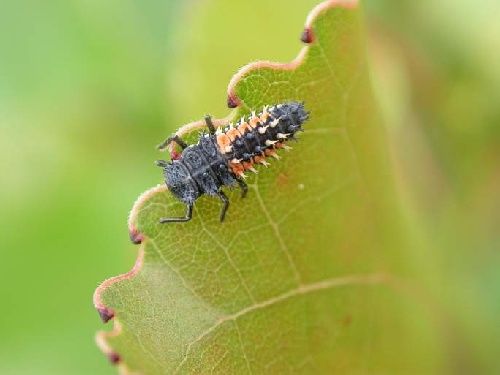 دفع آفات از باغ ها