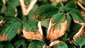 علت آفتاب سوختگی درخت