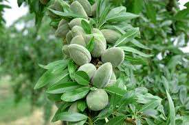 خرید نهال پسته