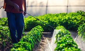 محلول پاشی باغ