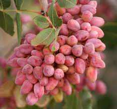 نهال پسته پر سود