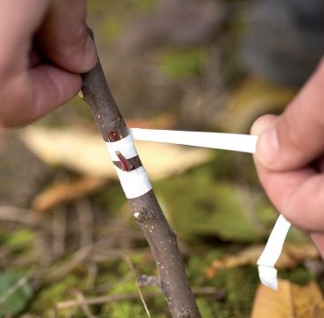 روش پیوند زدن روی نهال