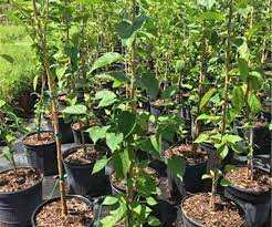 خرید مطمئن نهال