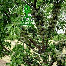 خرید نهال بادام 