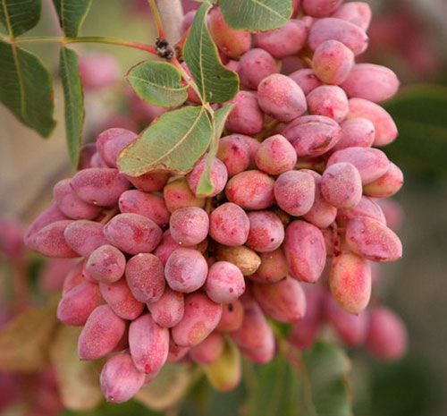 خرید نهال پسته