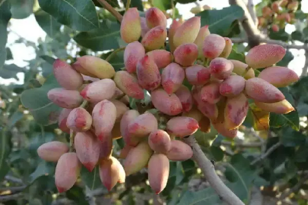 خرید نهال پسته