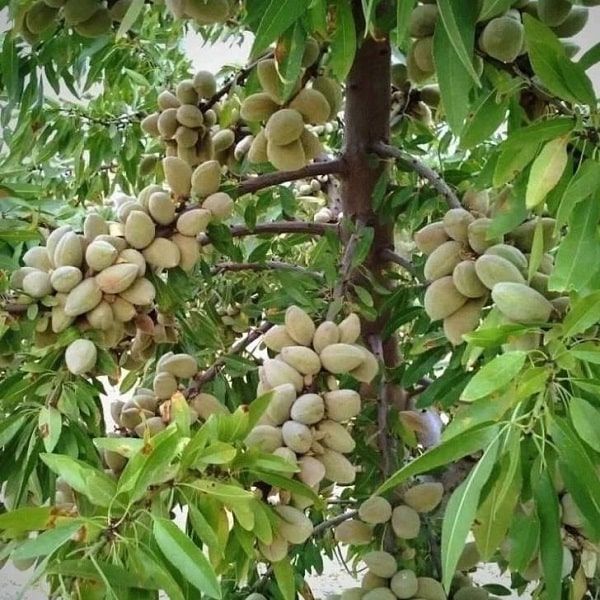 خرید نهال بادام آذر