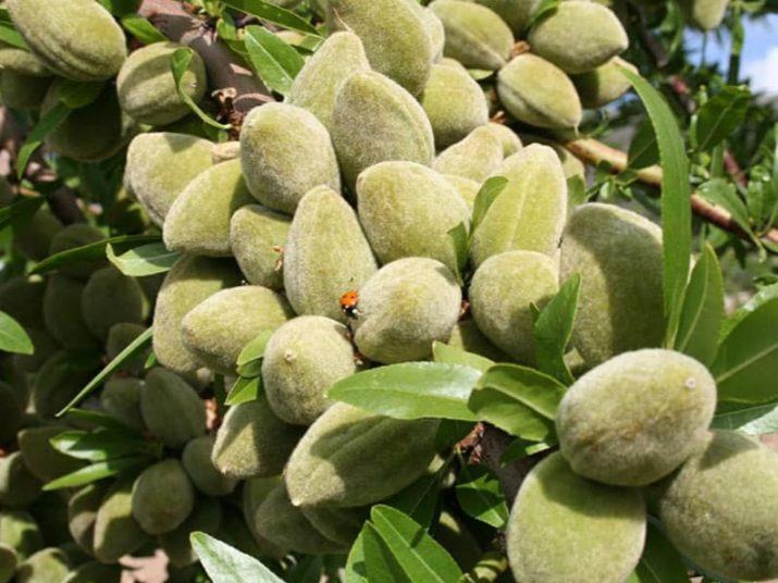 خرید نهال گردو