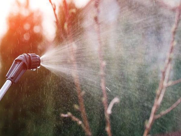 خرید نهال برای محلول پاشی