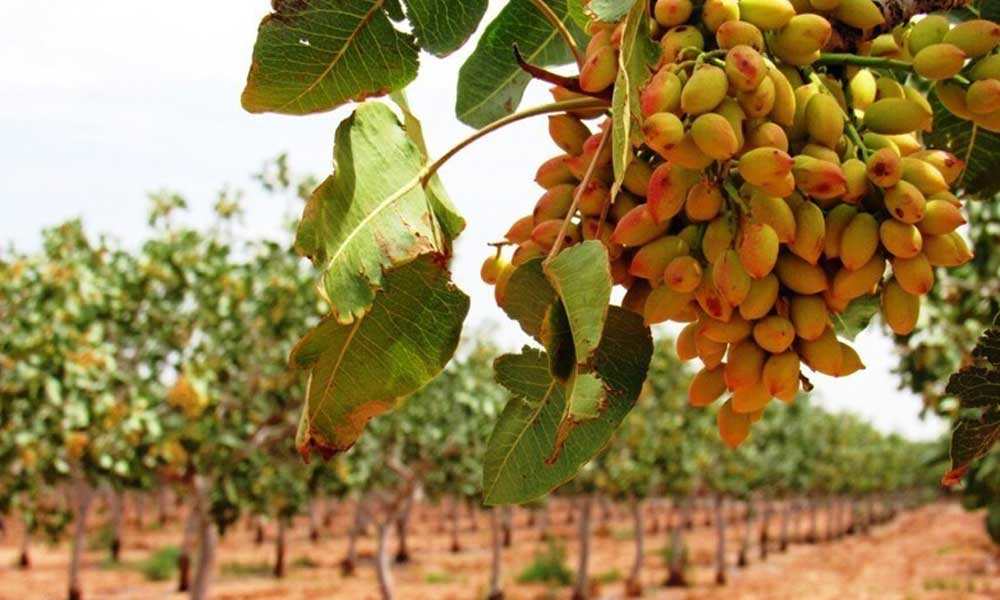 خرید نهال پیوندی و بذری 