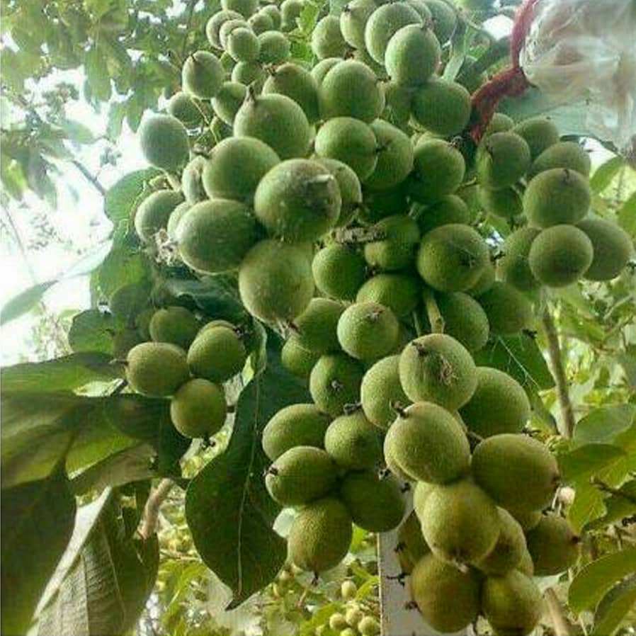 خرید نهال گردو