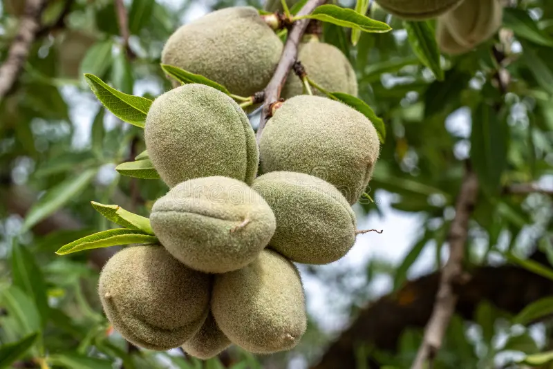 خرید ارقام گرده افشان برای باغات میوه 