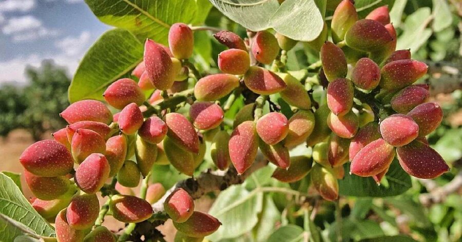 خرید نهال پسته