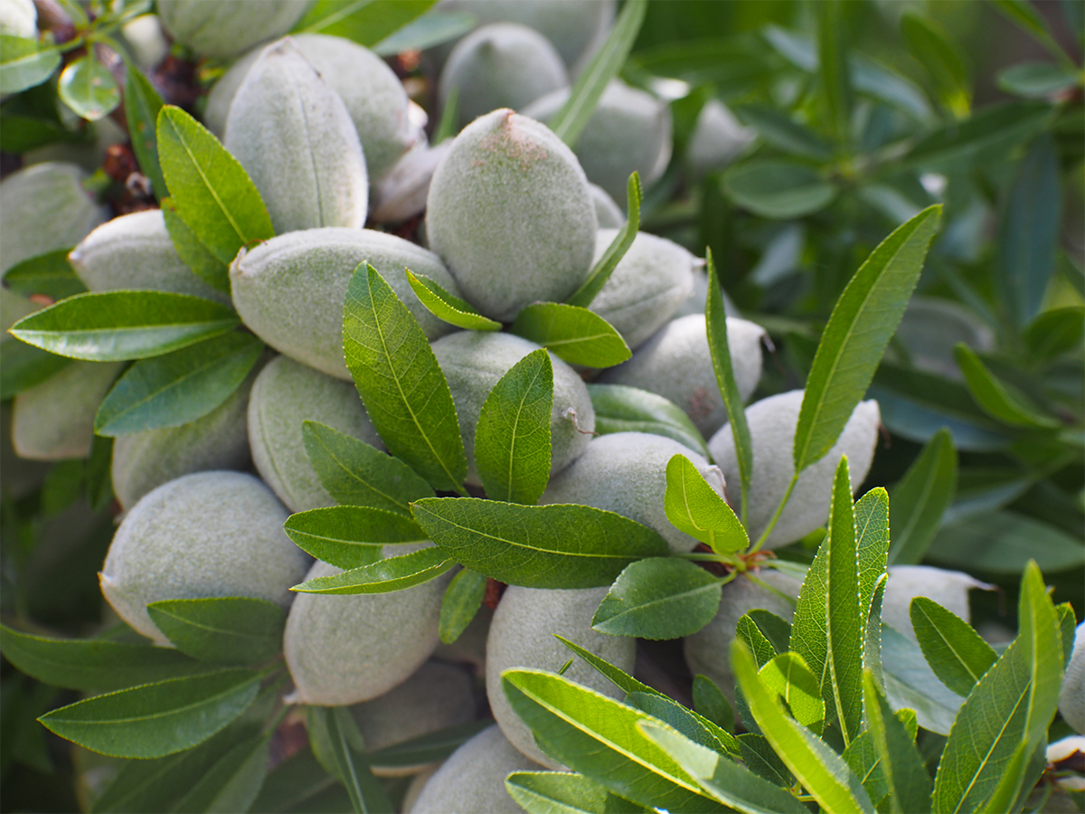 خرید نهال بادام