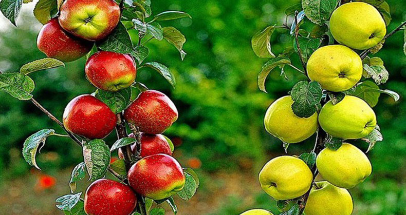 خرید نهال سیب زرد یا قرمز