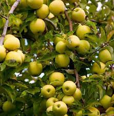 قیمت نهال سیب زرد