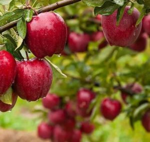 خرید نهال سیب قرمز