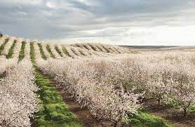 ارقام نهال گرده افشان