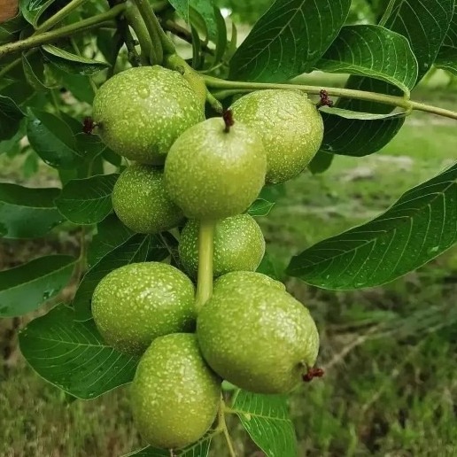 خرید بهترین نهال گردو از یاسین نهال